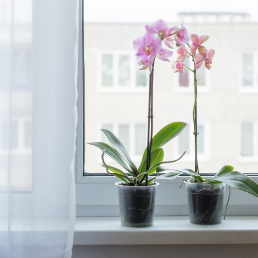 Орхидеи на фото: виды и названия утонченных красавиц